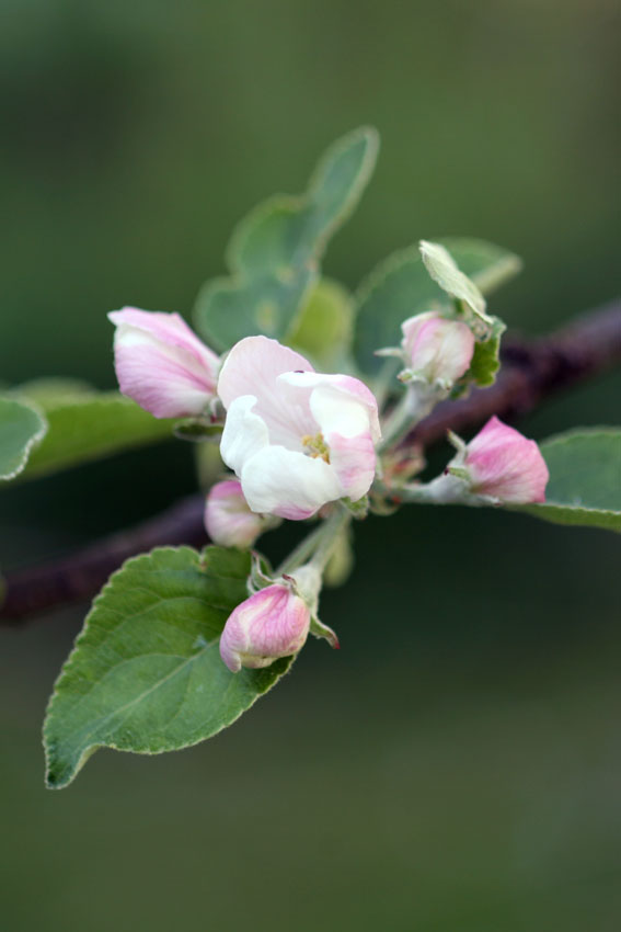 mindfulness&Compassion